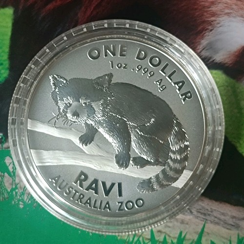 Silber ravi australia zoo - 1,